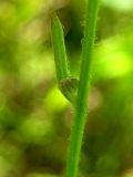 Crepis tectorum. Часть стебля. Республика Саха (Якутия), Томпонский р-н, окрестности села Кескил. 08.07.2012.