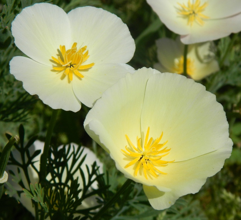 Image of Eschscholzia californica specimen.