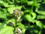 Hosta albomarginata