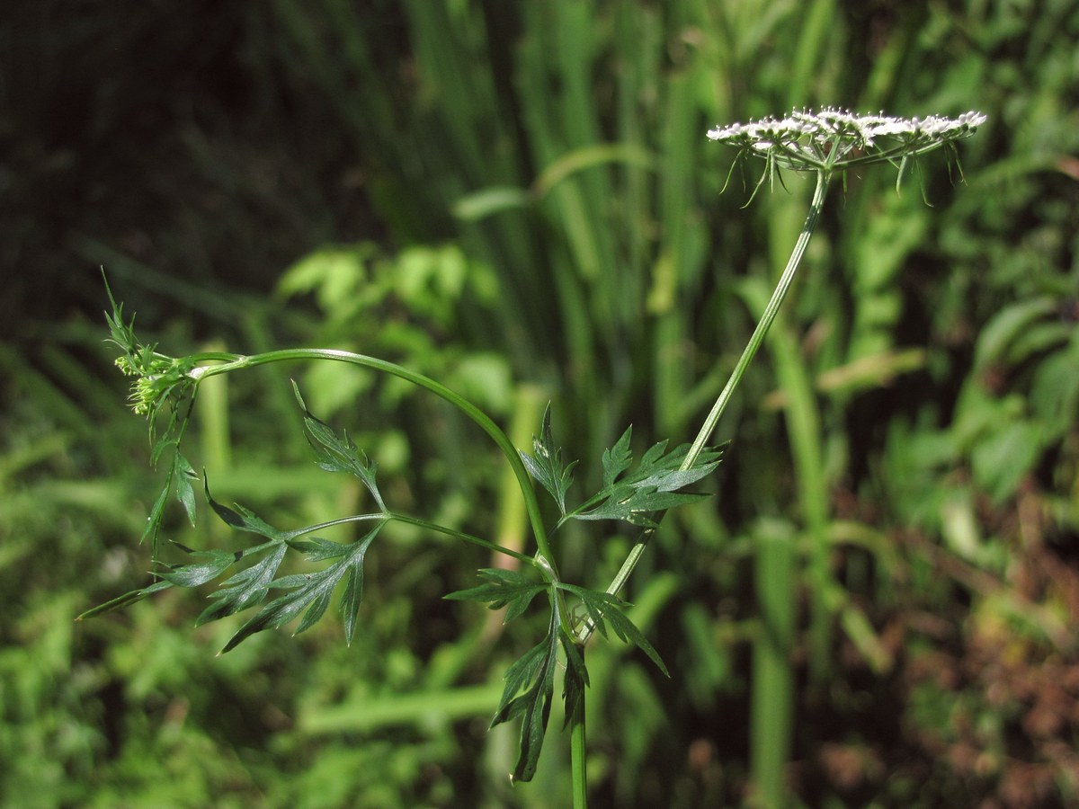 Изображение особи Aethusa cynapium.