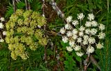 Angelica sylvestris