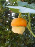 Cucurbita maxima подвид turbaniformis. Плод. Южный берег Крыма, р-н пгт Партенит, мыс Плака. 26 августа 2012 г.