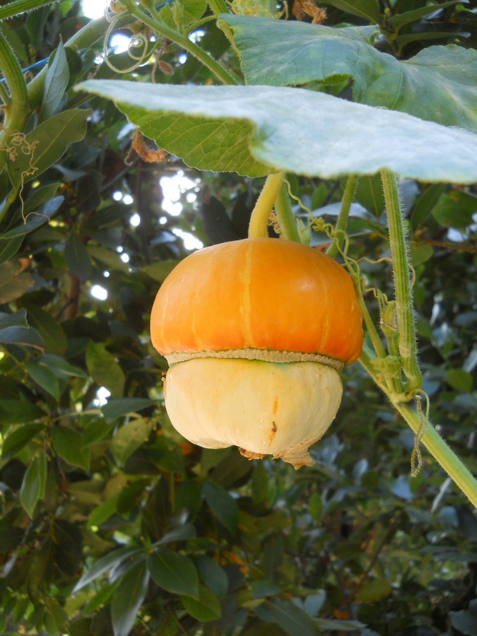 Image of Cucurbita maxima ssp. turbaniformis specimen.