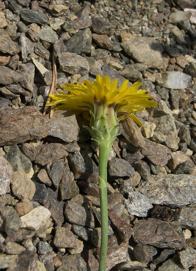 Image of Reichardia dichotoma specimen.