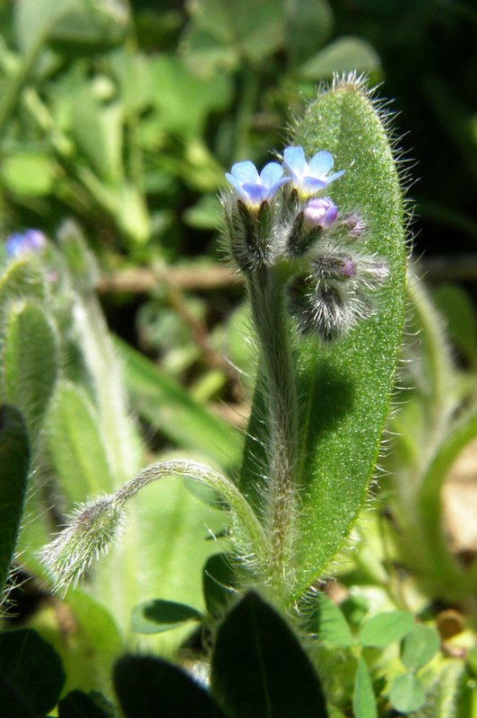 Изображение особи Myosotis arvensis.