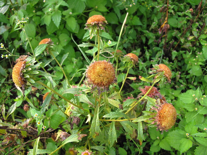 Изображение особи Callistephus chinensis.