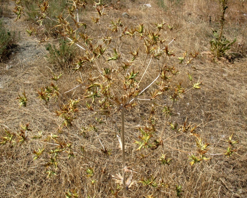 Image of Cousinia eryngioides specimen.