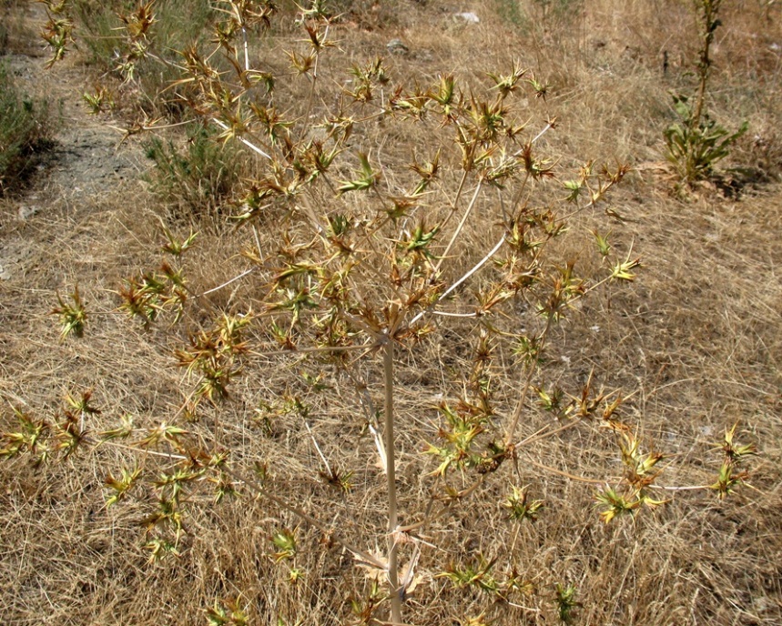 Изображение особи Cousinia eryngioides.