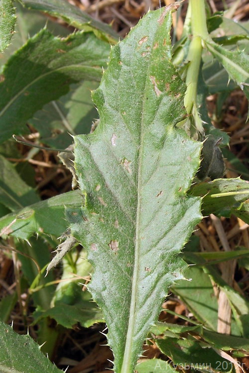 Image of Cirsium arvense specimen.