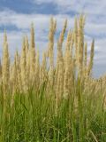 Calamagrostis glomerata