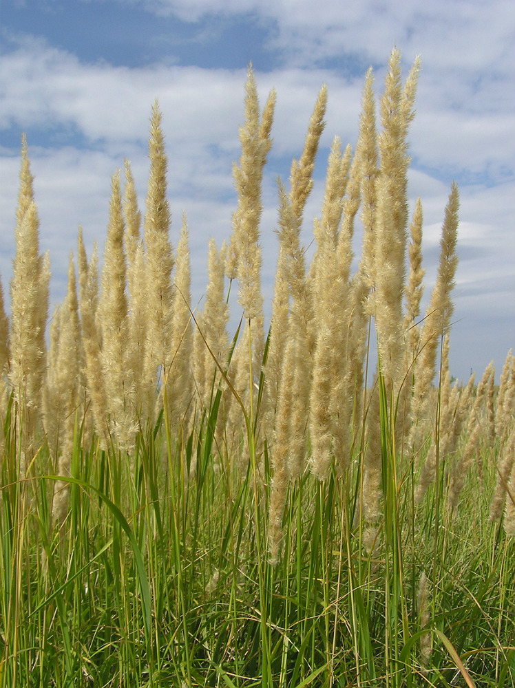 Image of Calamagrostis glomerata specimen.