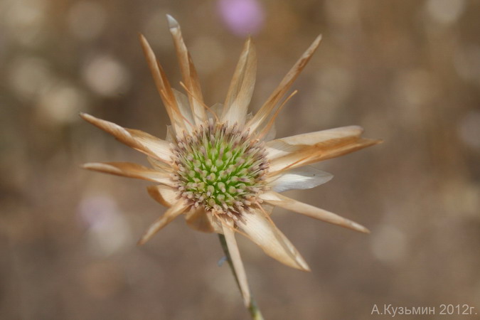 Изображение особи Xeranthemum annuum.