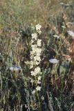 Delphinium semibarbatum