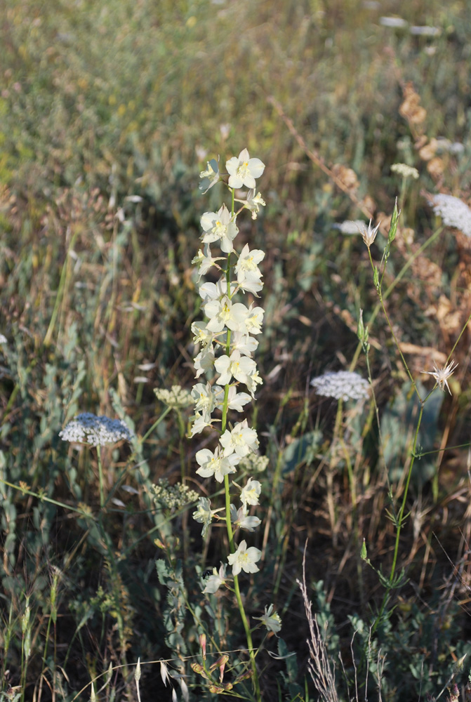 Image of Delphinium semibarbatum specimen.
