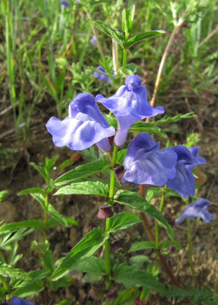 Изображение особи Scutellaria galericulata.