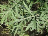 Artemisia absinthium. Лист в средней части стебля. Украина, Запорожская обл., Запорожский р-н, посадка напротив Авиагородка. 03.07.2011.