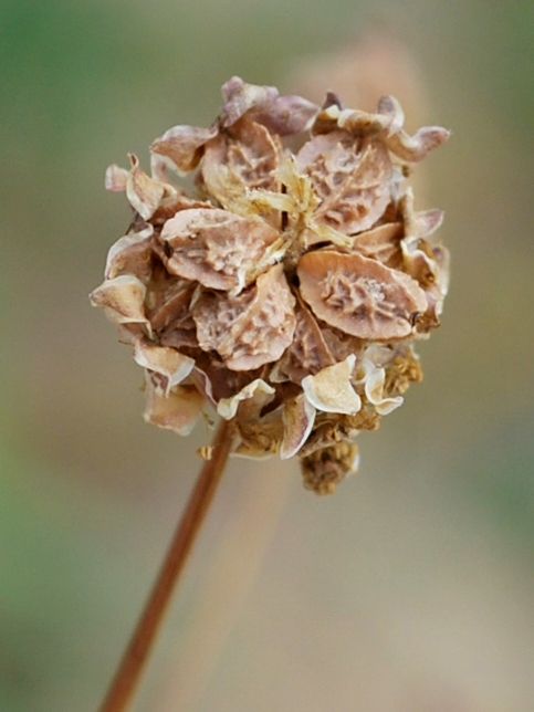 Image of Poterium polygamum specimen.