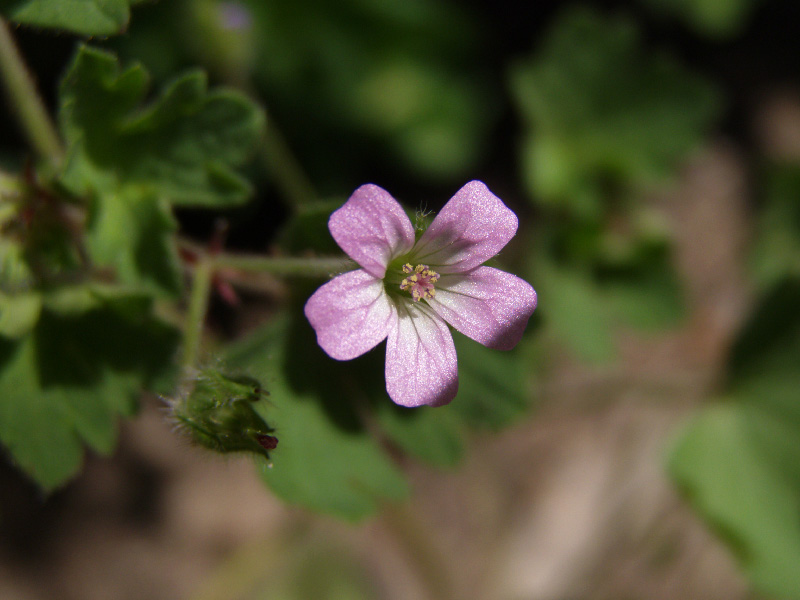 Image of Geranium rotundifolium specimen.