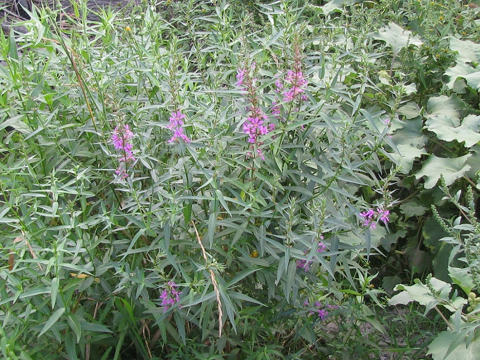 Image of Lythrum virgatum specimen.