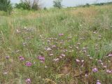 Dianthus pseudarmeria