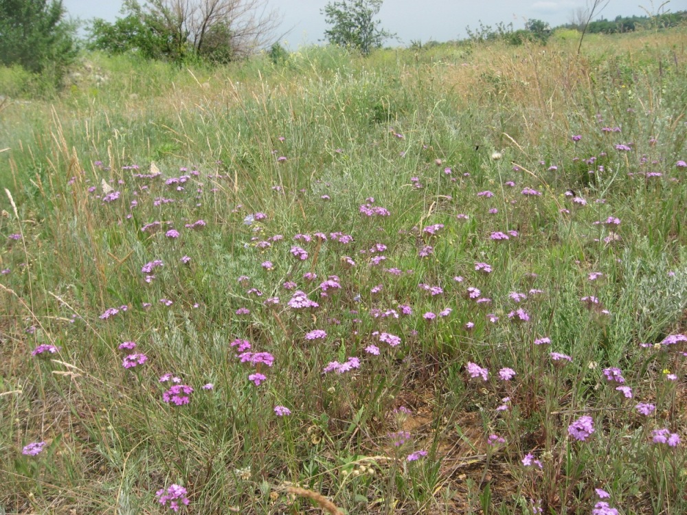 Изображение особи Dianthus pseudarmeria.