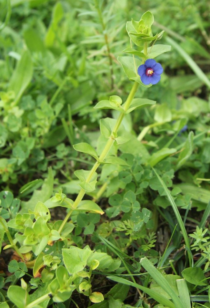 Изображение особи Anagallis arvensis.