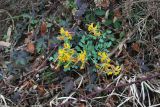 Corydalis sewerzowii