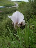 Iris lortetii