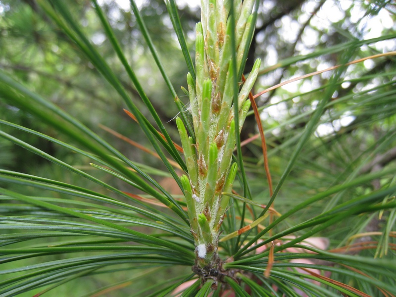 Изображение особи Pinus sibirica.