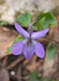 Viola reichenbachiana