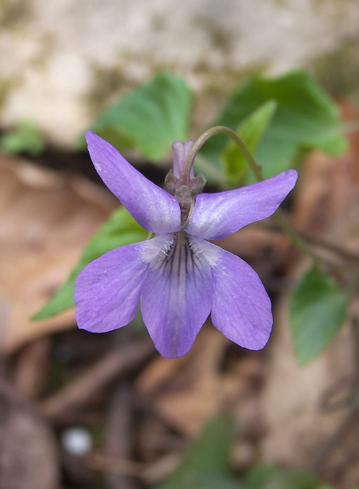 Изображение особи Viola reichenbachiana.