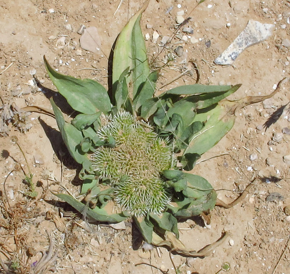 Image of Gymnarrhena micrantha specimen.