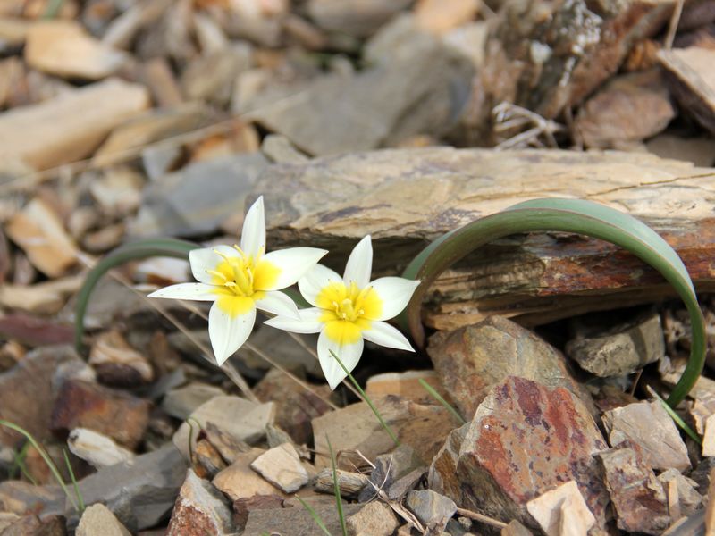 Изображение особи Tulipa turkestanica.