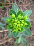 Euphorbia iberica. Соцветие. Ставропольский край, г. Кисловодск, Курортный парк верхний, на вершине горы Красное Солнышко. 11.04.2013.