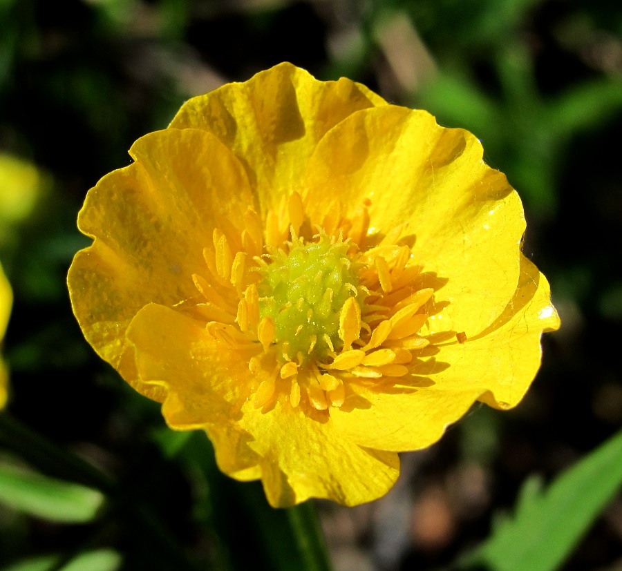 Изображение особи Ranunculus cassubicus.