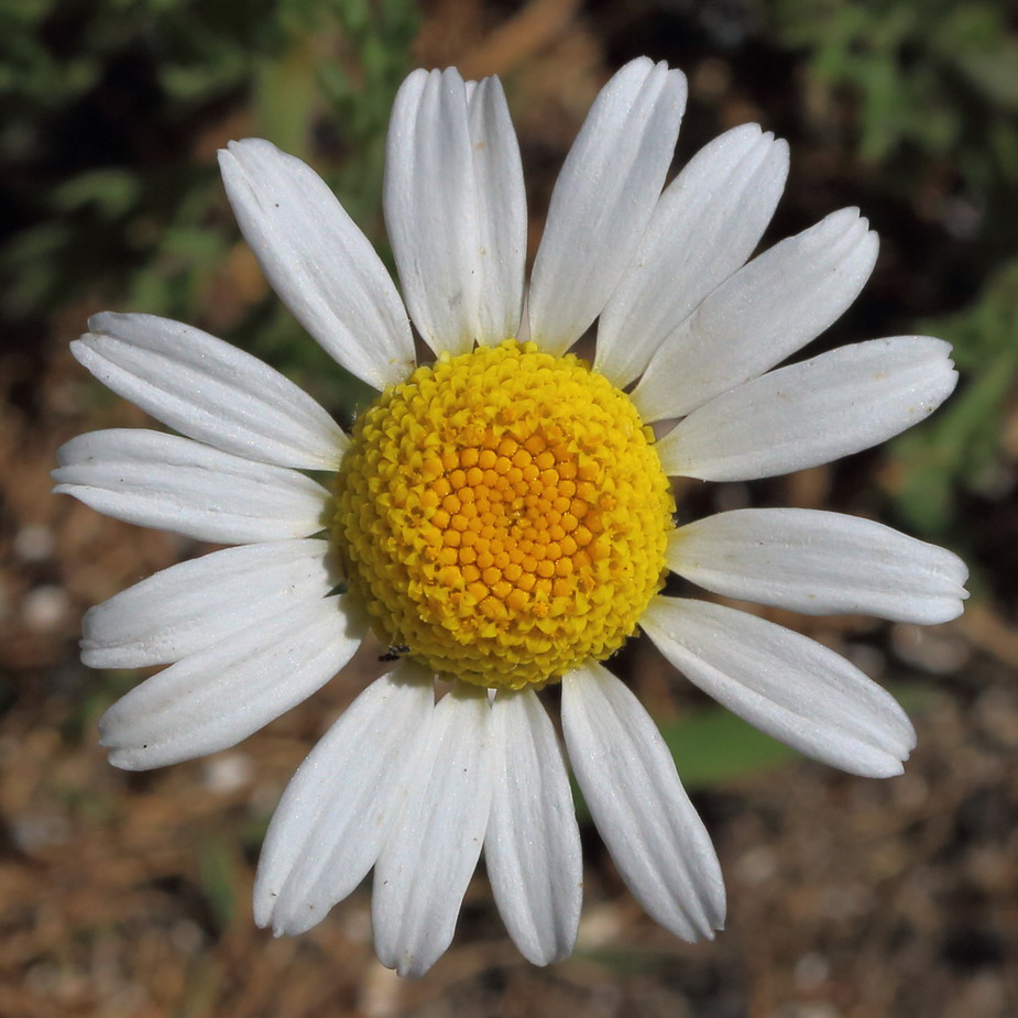 Изображение особи Anthemis ruthenica.