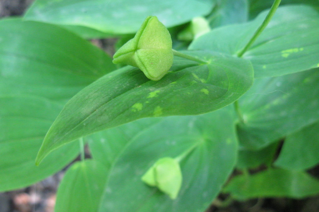 Image of Uvularia grandiflora specimen.