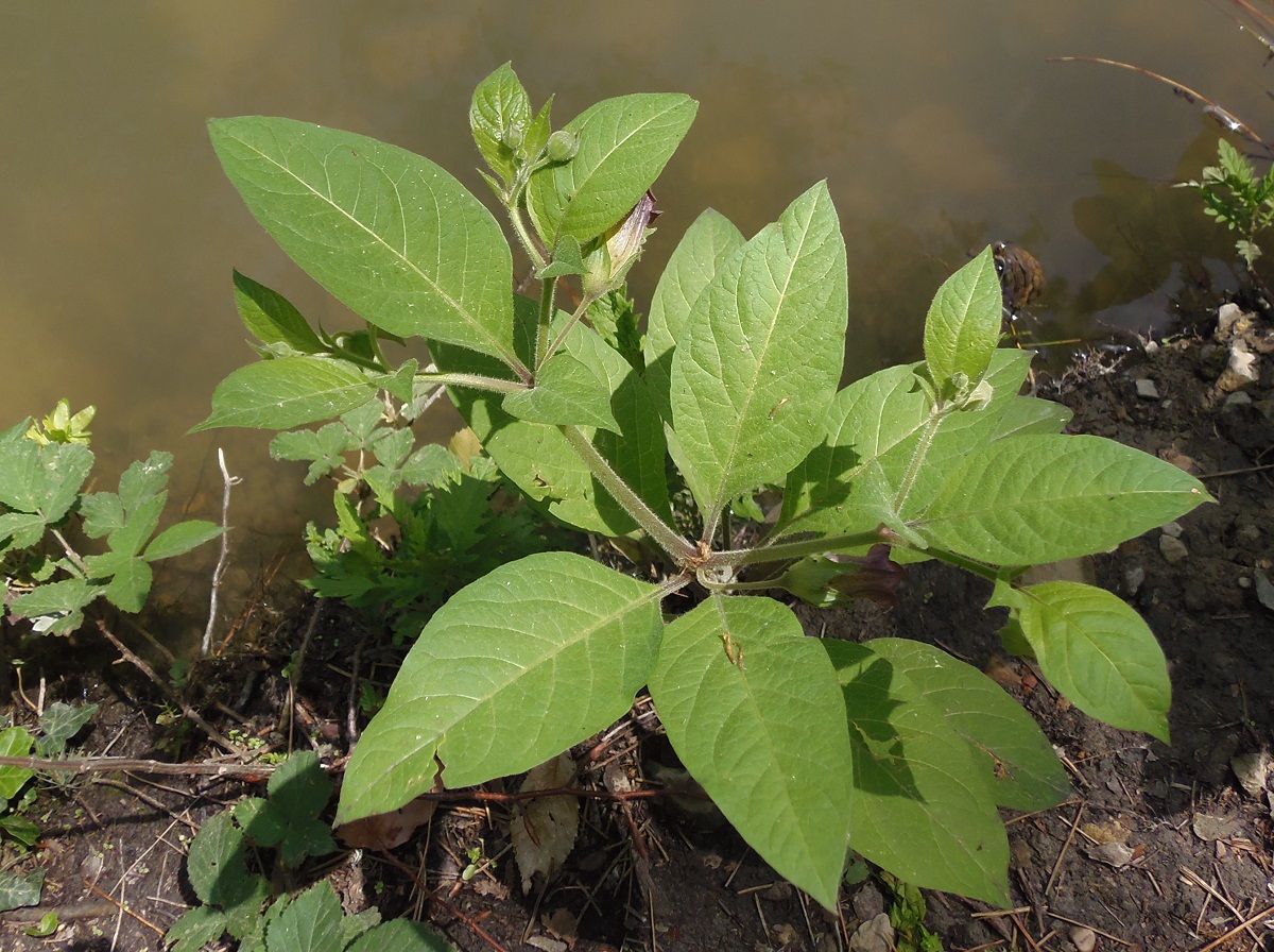 Image of Atropa bella-donna specimen.