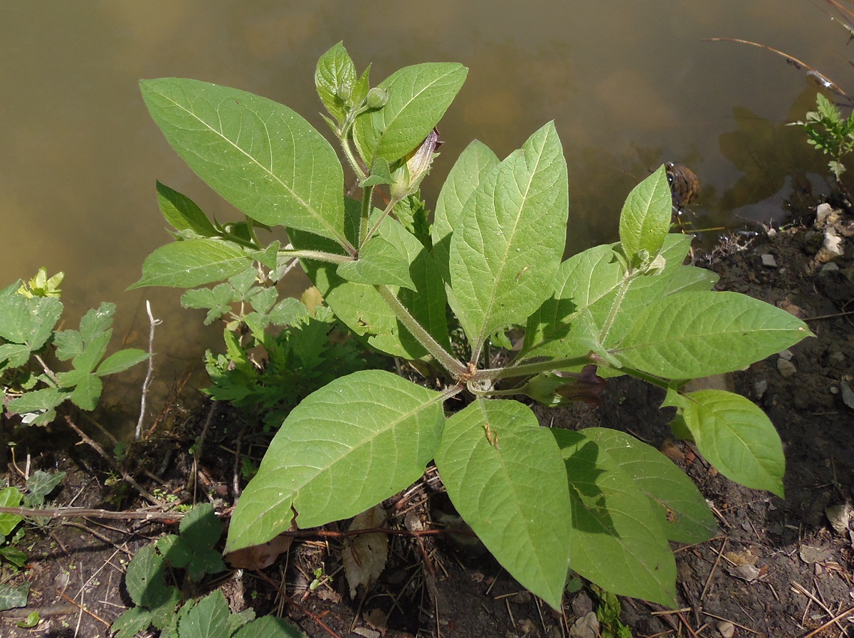 Image of Atropa bella-donna specimen.