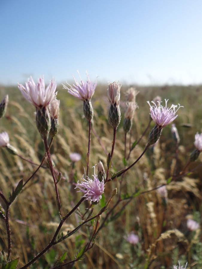 Изображение особи Klasea erucifolia.