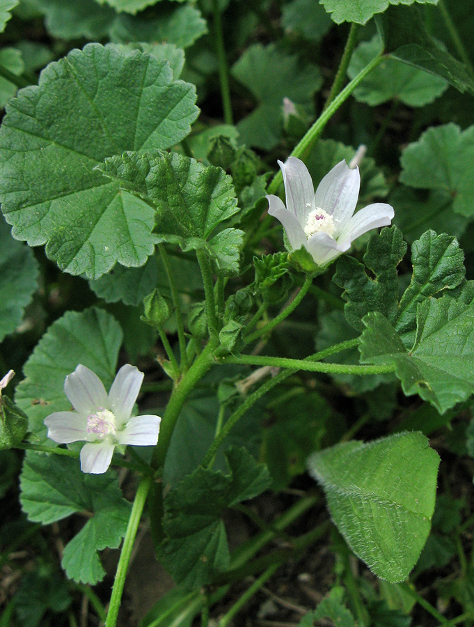 Изображение особи Malva neglecta.