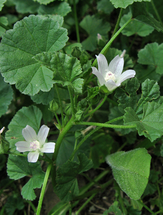 Image of Malva neglecta specimen.