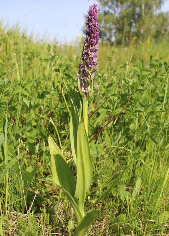 Image of Dactylorhiza incarnata specimen.