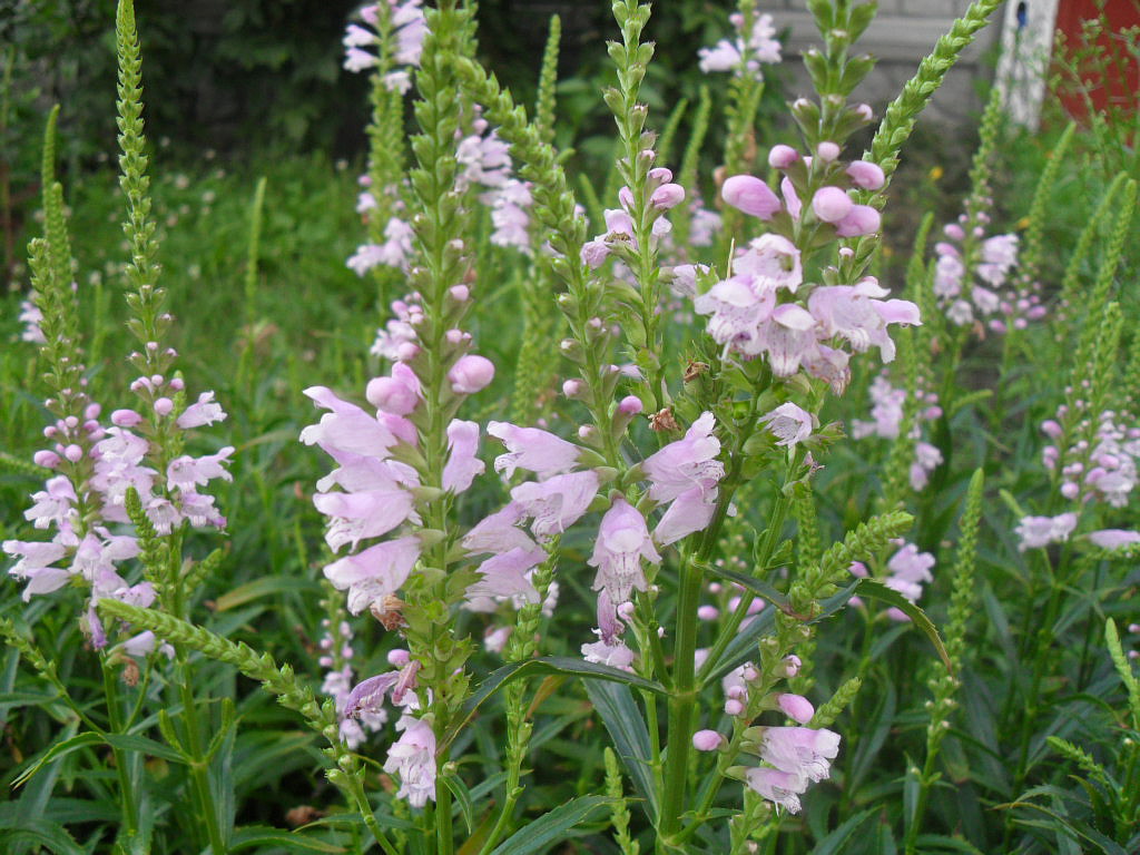 Изображение особи Physostegia virginiana.