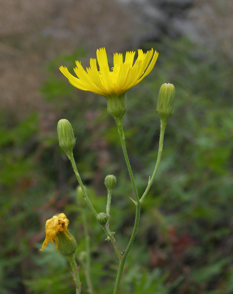 Изображение особи род Hieracium.