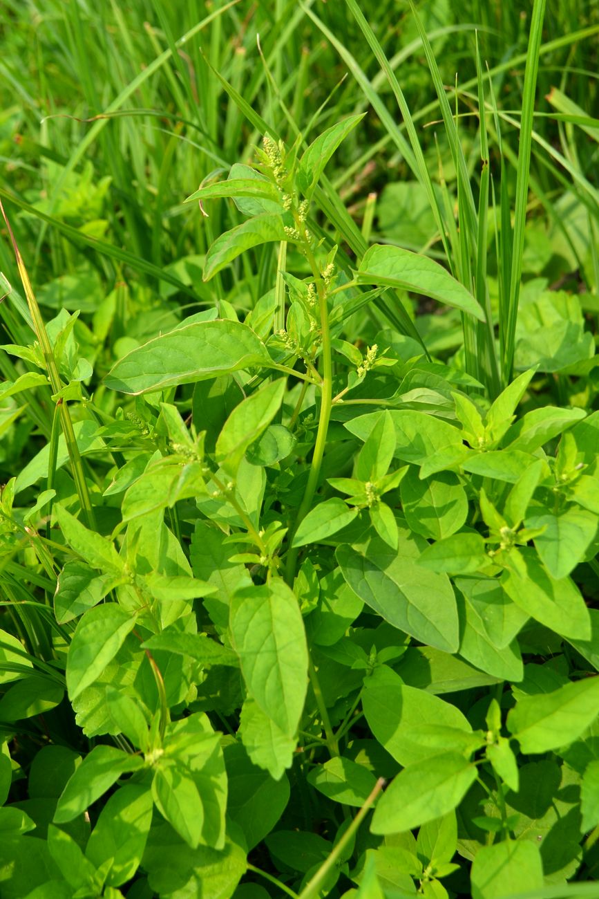 Image of Lipandra polysperma specimen.