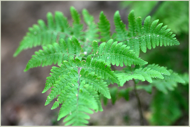 Image of Gymnocarpium robertianum specimen.