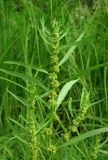 Rumex maritimus