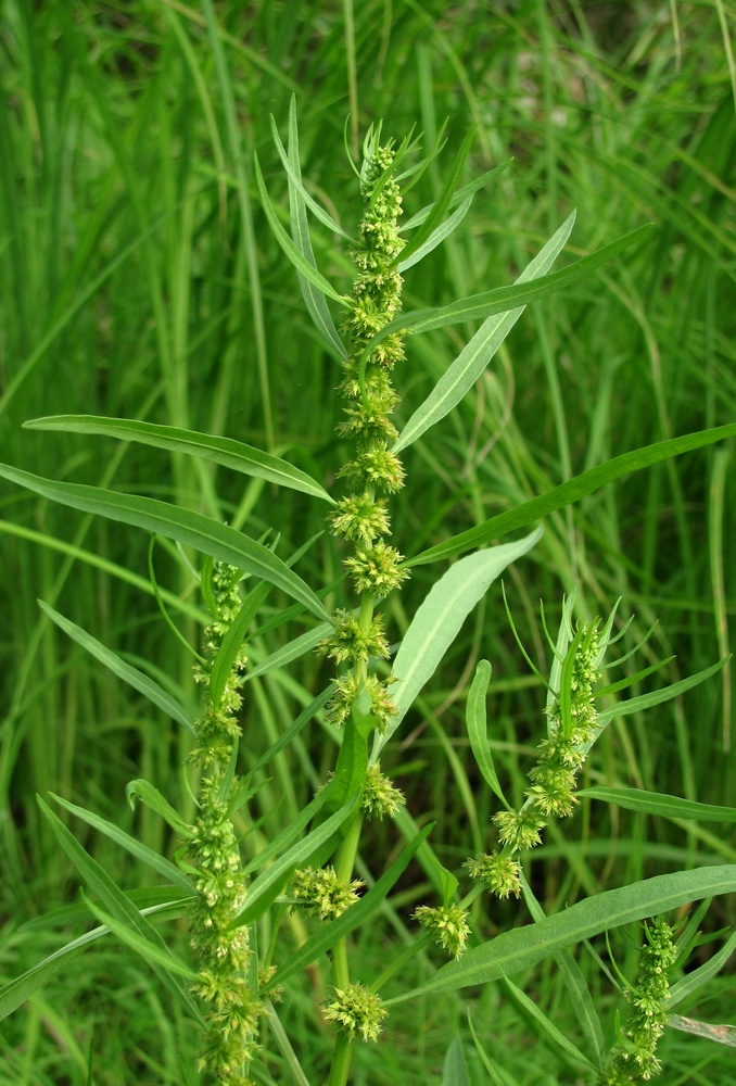 Image of Rumex maritimus specimen.