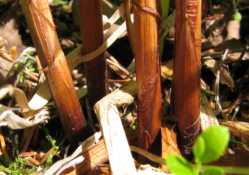 Изображение особи Carex atherodes.